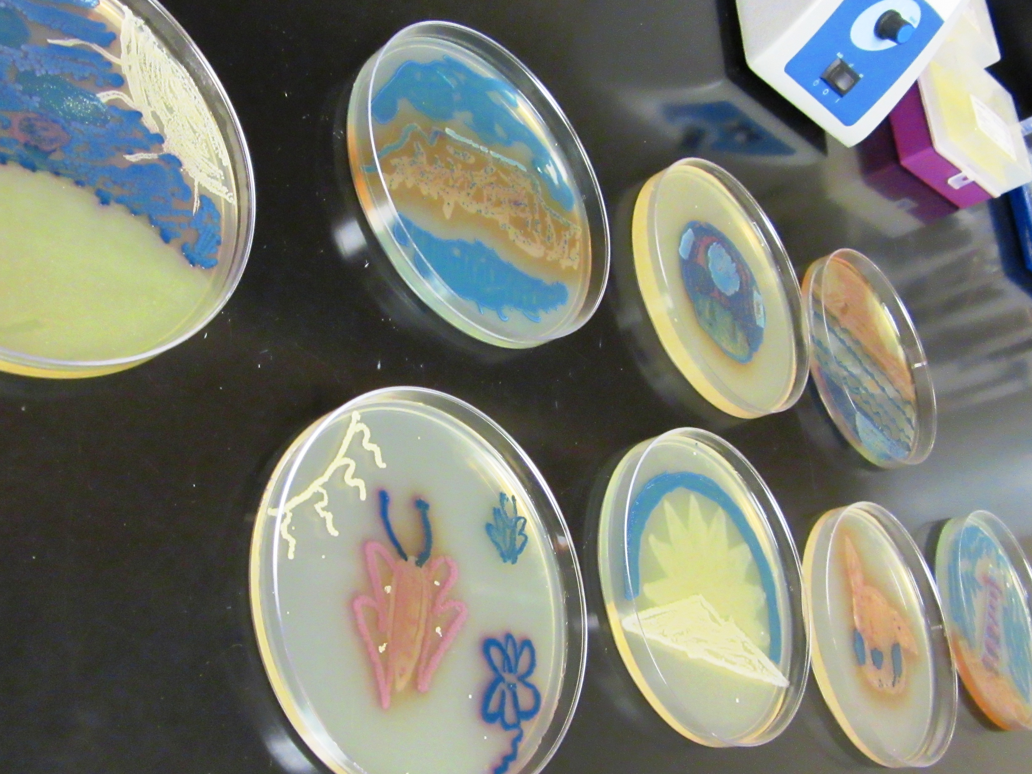 Art meets microbiology in innovative UNE College of Pharmacy course